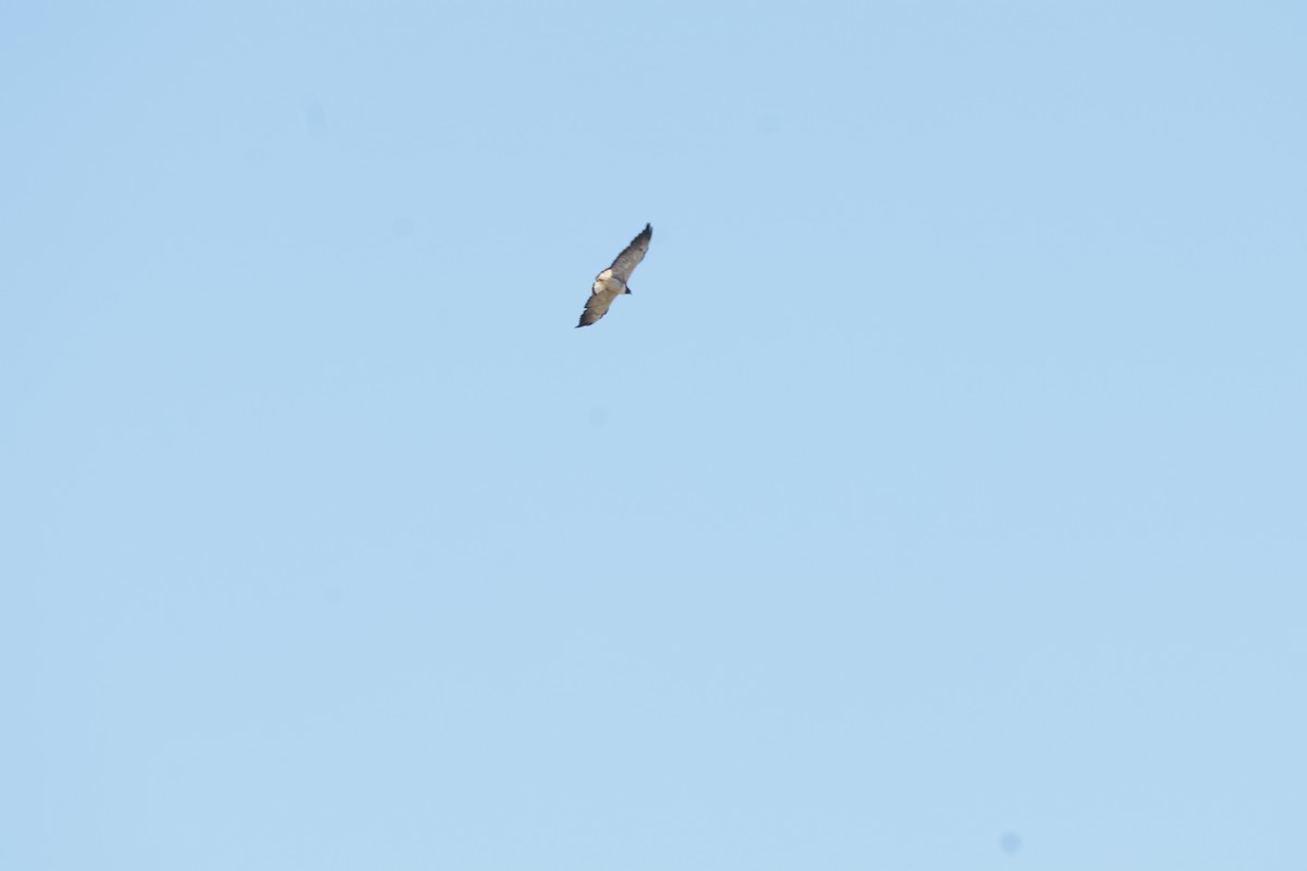 White-tailed Hawk - ML647426476