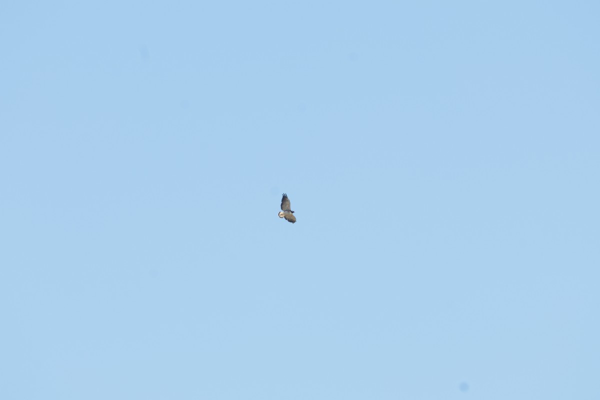 White-tailed Hawk - ML647426477