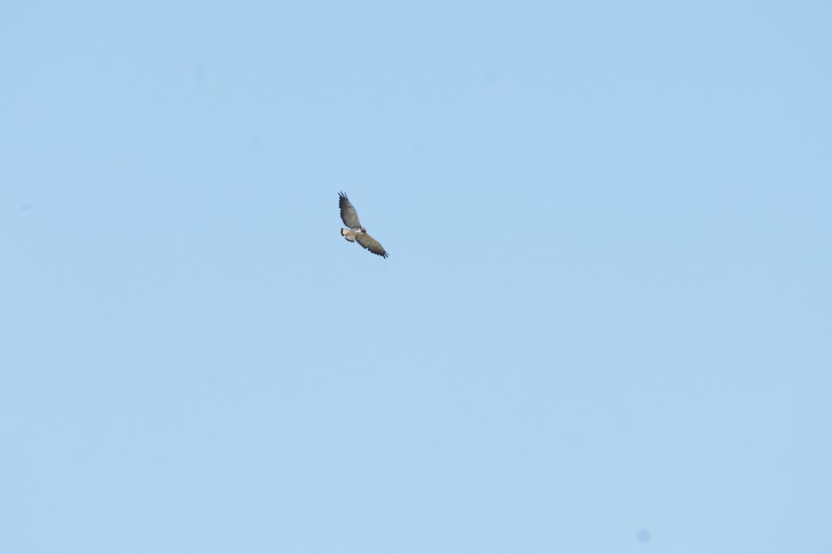 White-tailed Hawk - ML647426478