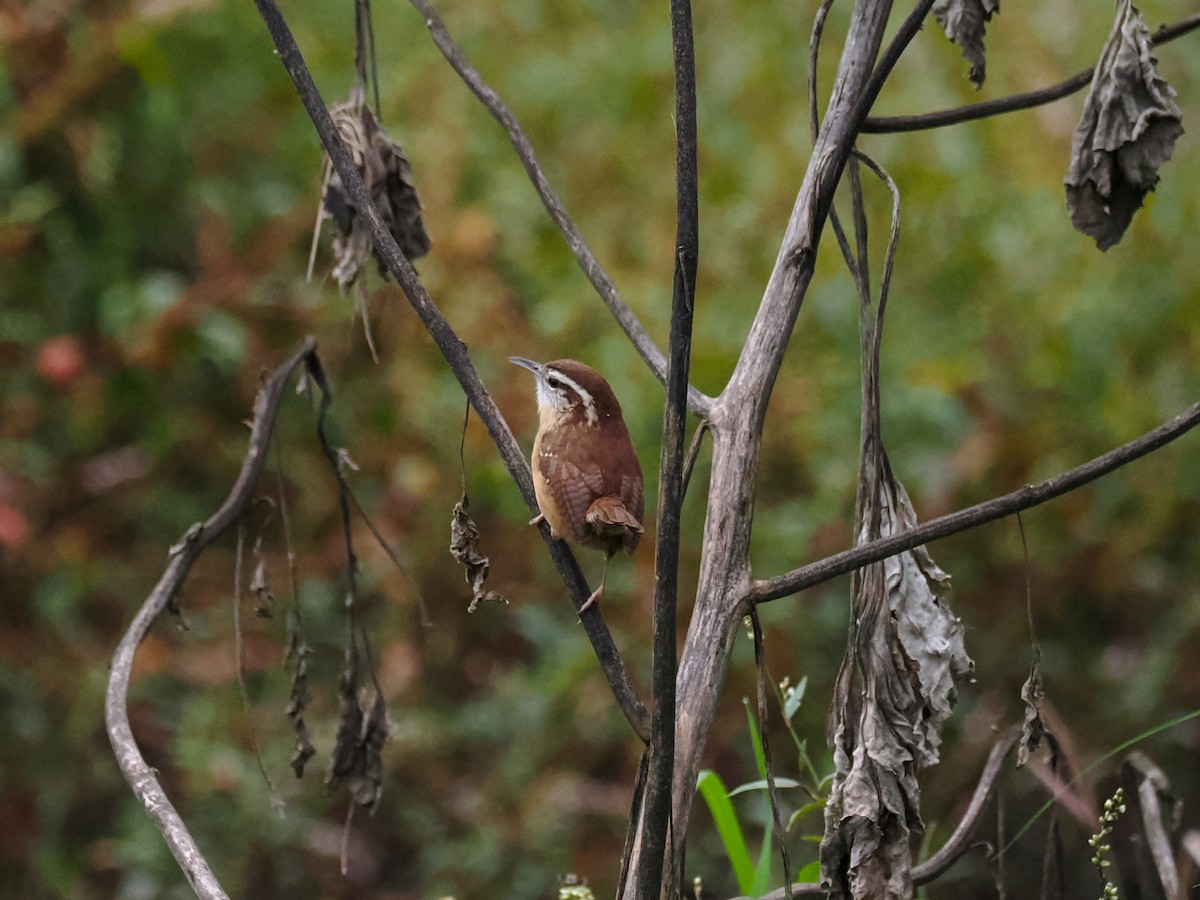 Carolina Wren - ML647426479