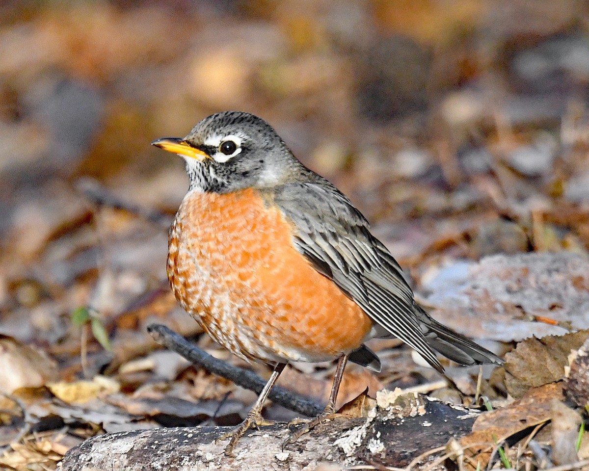 American Robin - ML647426480