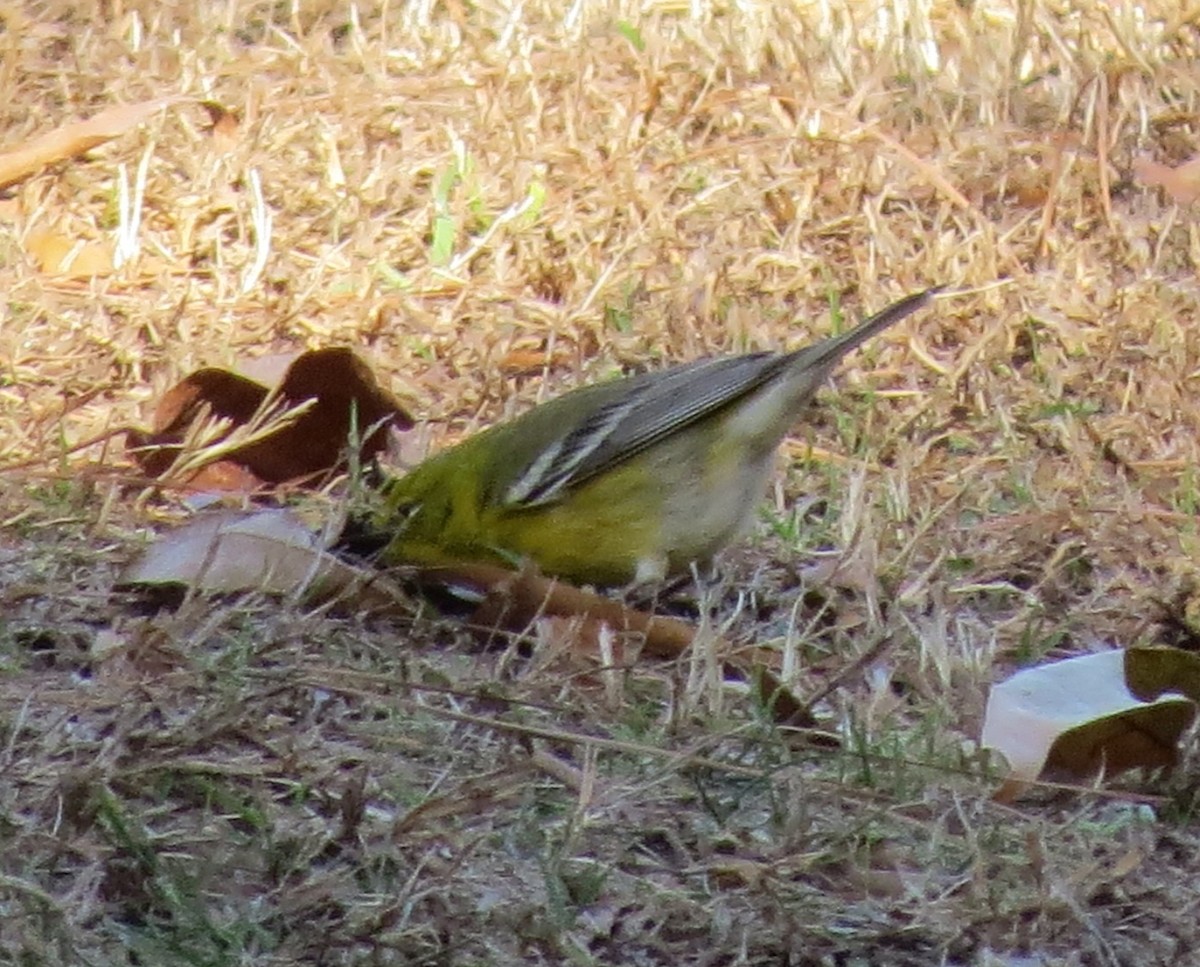 Pine Warbler - ML647426481