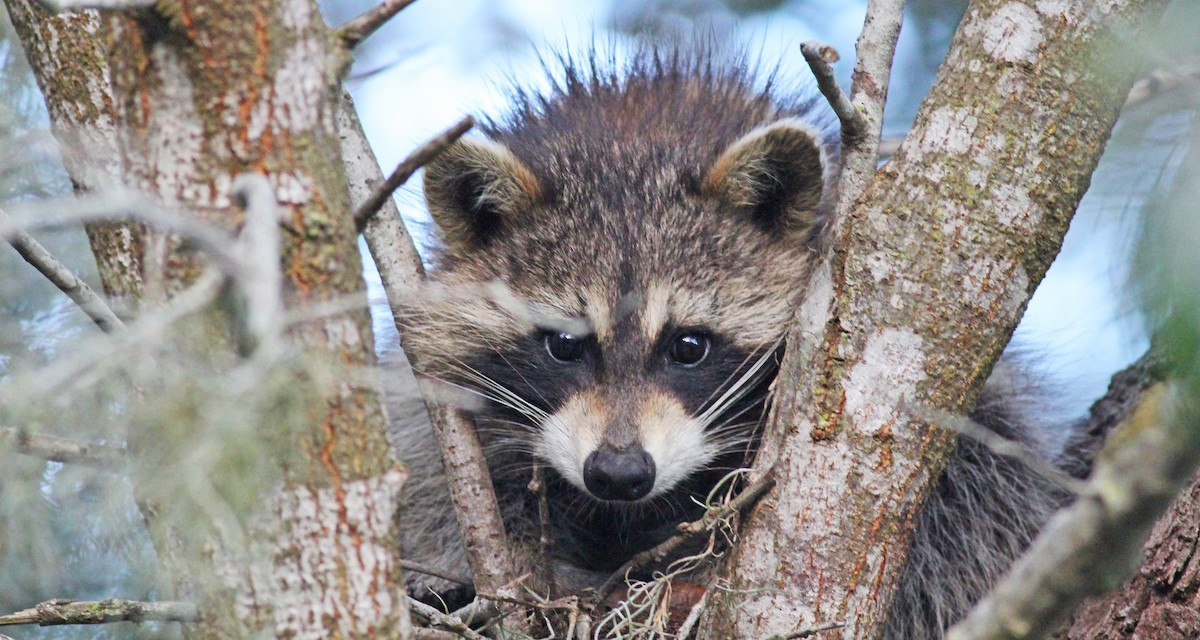 Common Raccoon - ML647426482