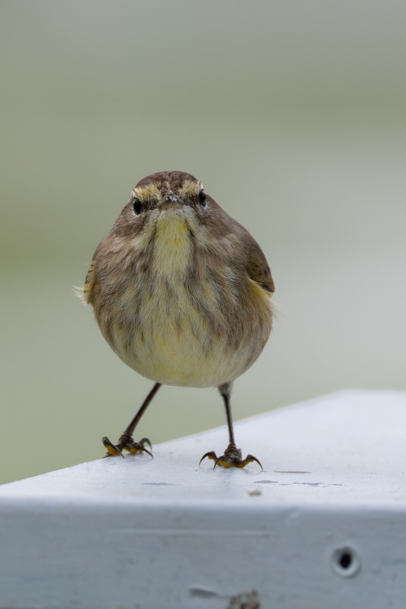 Palm Warbler - ML647426483