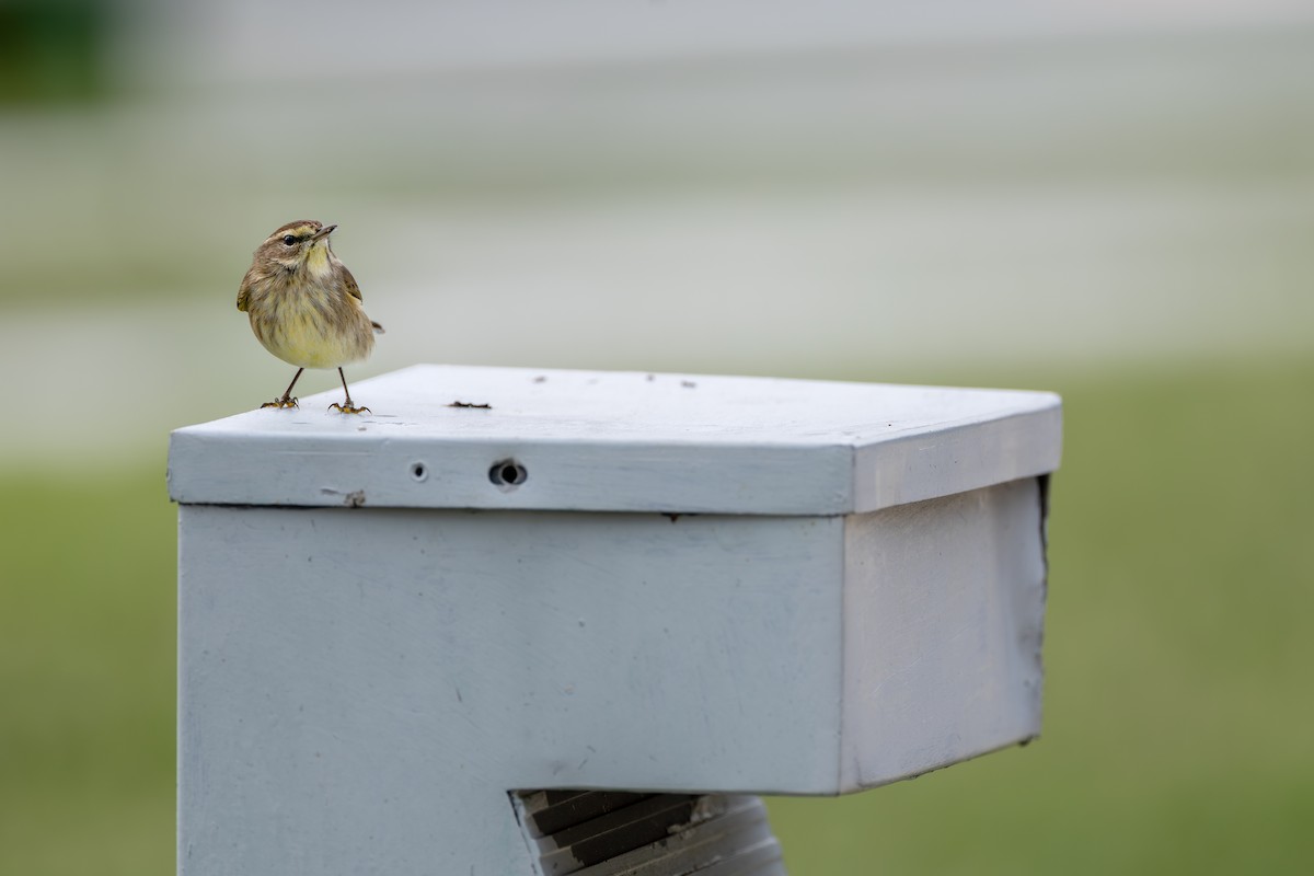 Palm Warbler - ML647426484