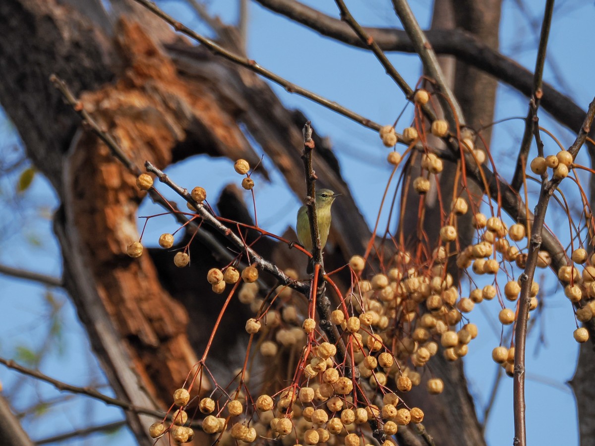 Orange-crowned Warbler - ML647426485