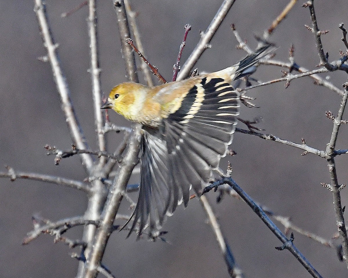 American Goldfinch - ML647426486