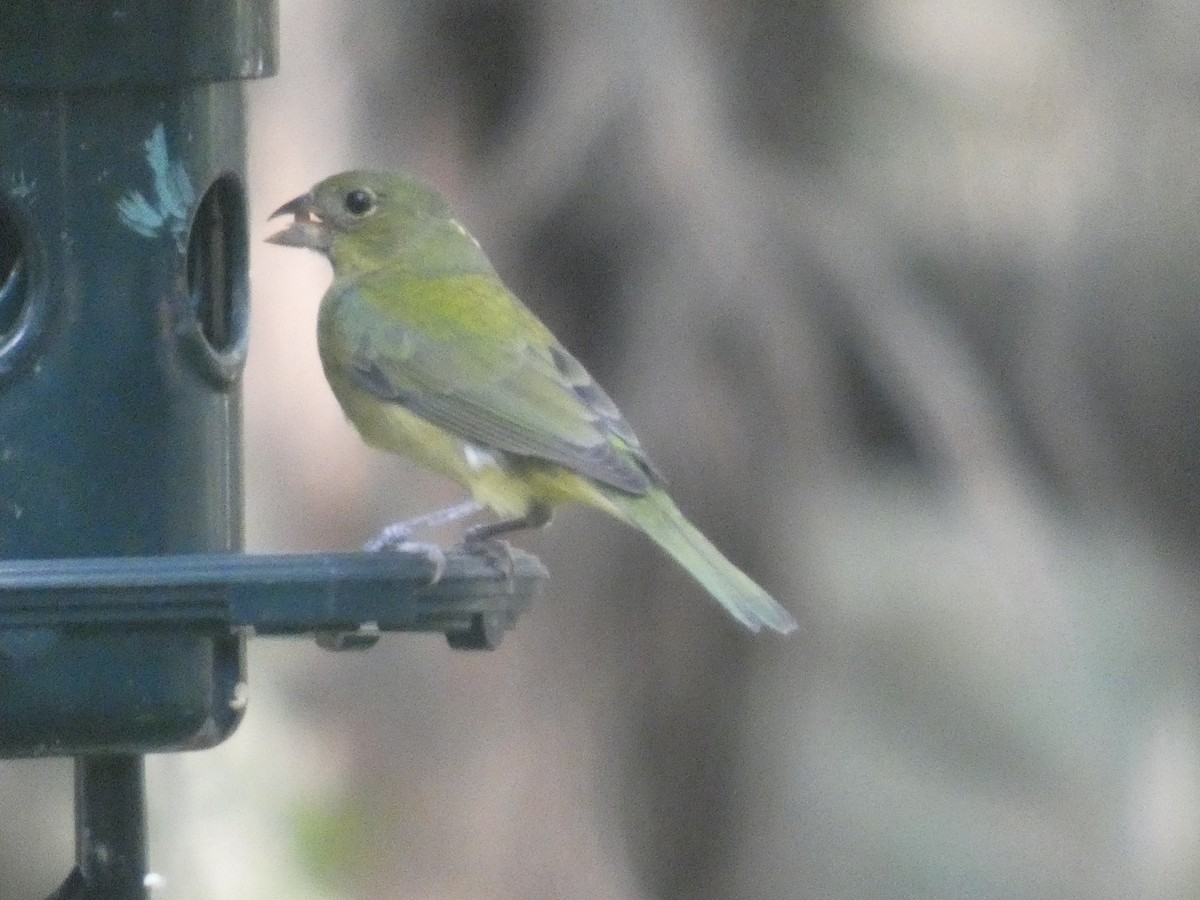 Painted Bunting - ML647426488