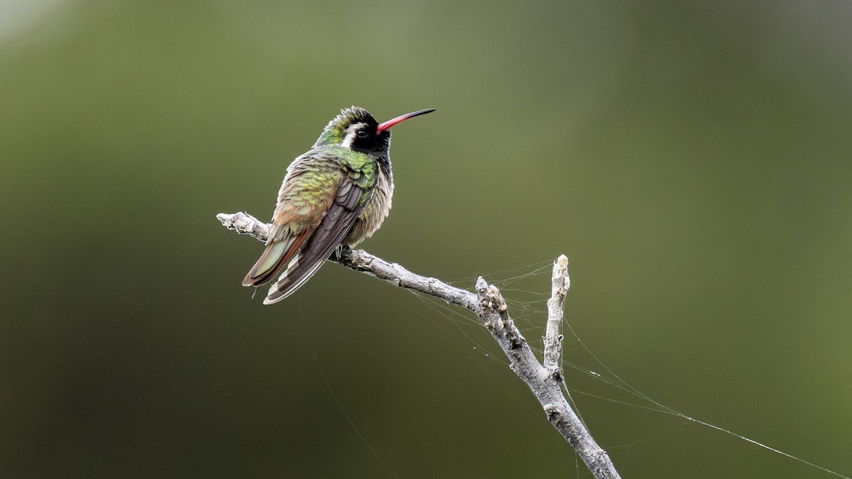 Xantus's Hummingbird - ML647426489