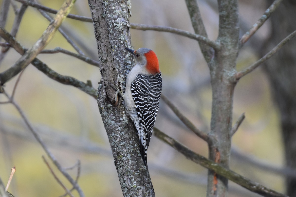 Red-bellied Woodpecker - ML647426490