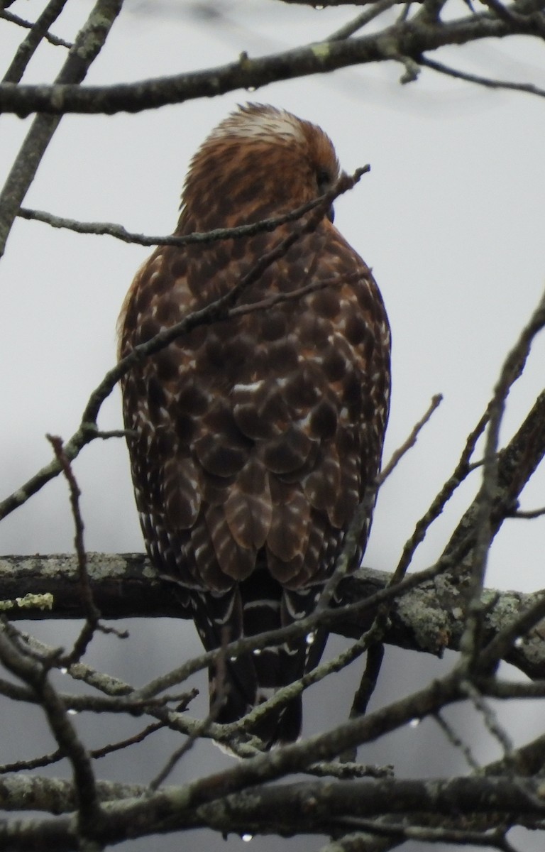 Poiana codarossa - ML647426491