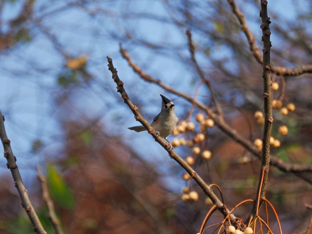 Black-crested Titmouse - ML647426493