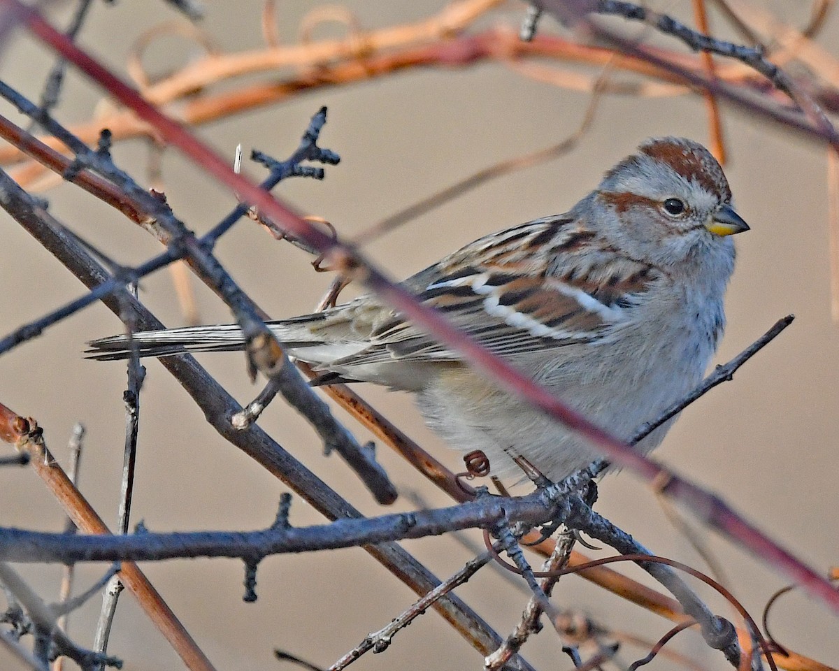 American Tree Sparrow - ML647426494