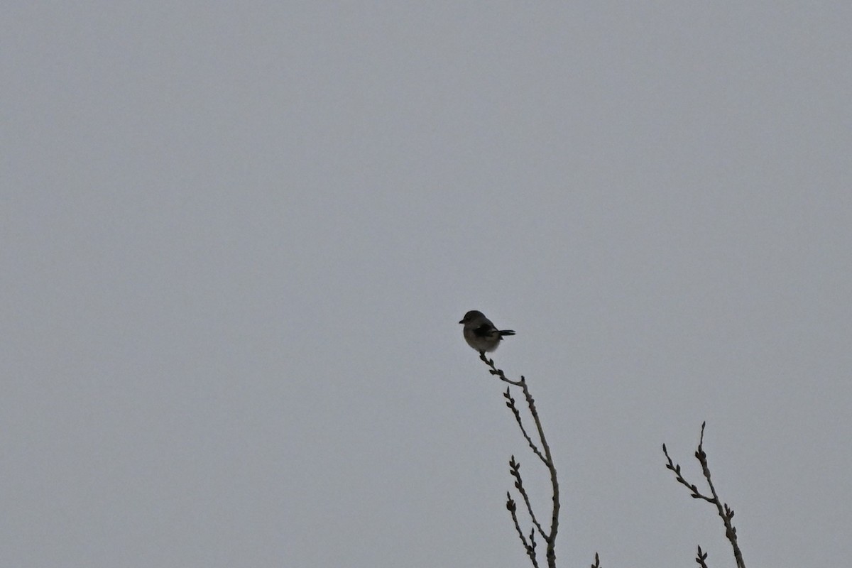 Northern Shrike - ML647426495