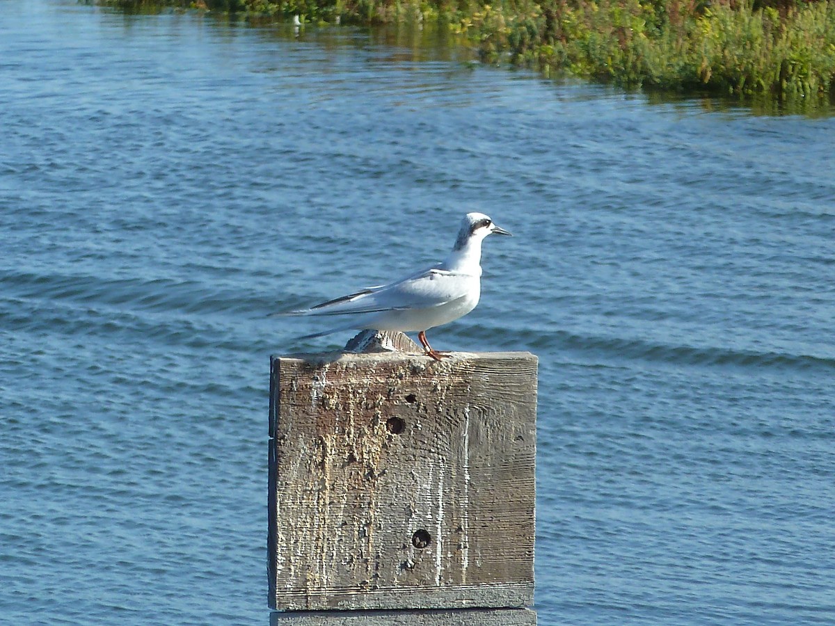 Forster's Tern - ML647426501
