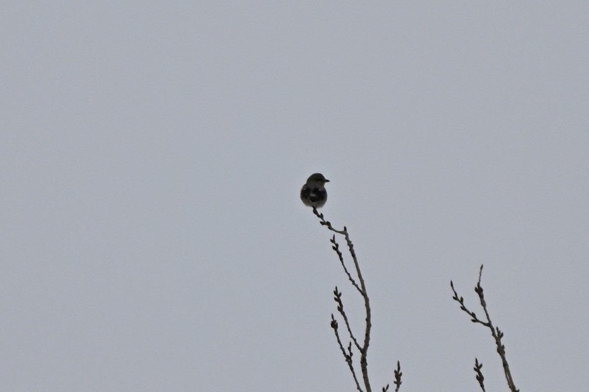 Northern Shrike - ML647426503