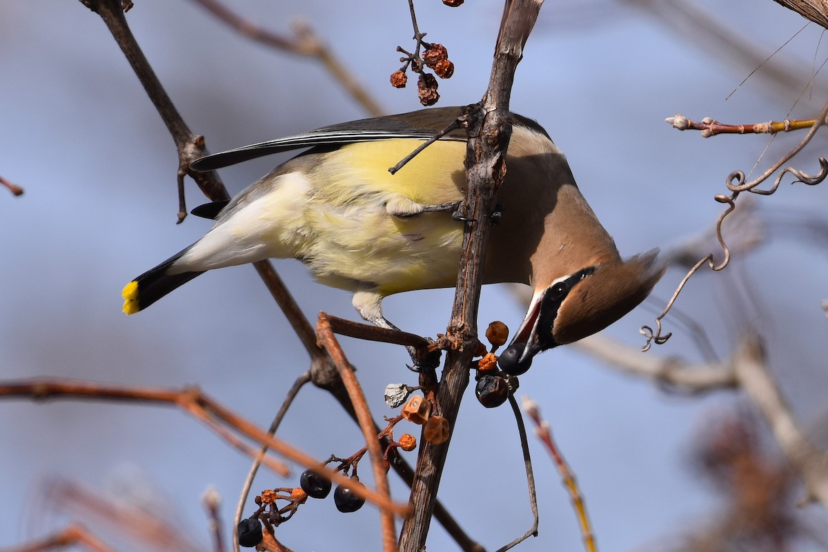 Cedar Waxwing - ML647426505