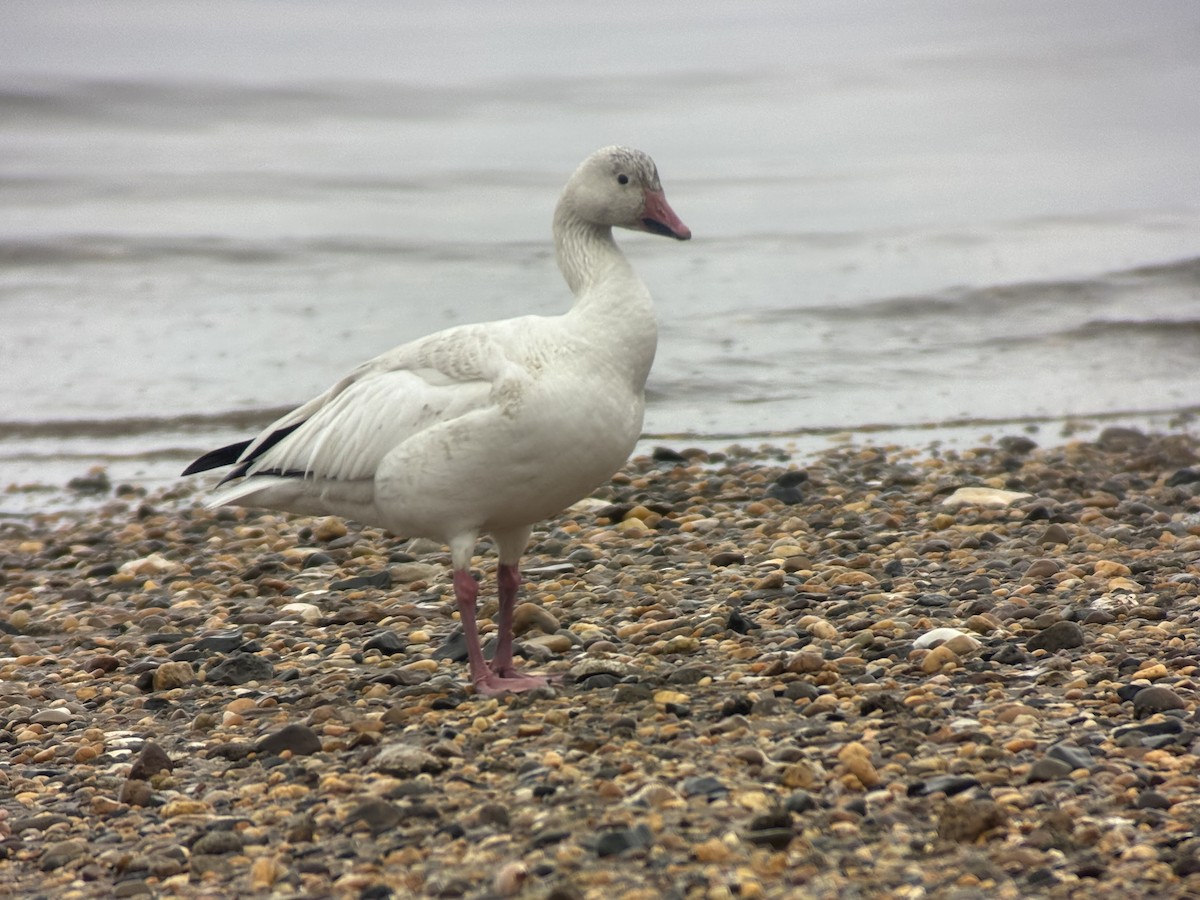 Oca delle nevi - ML647426507