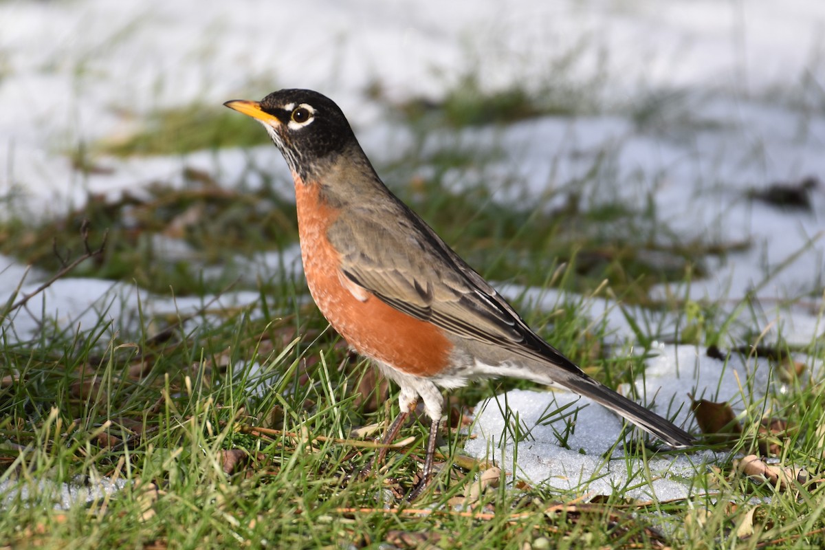 American Robin - ML647426508