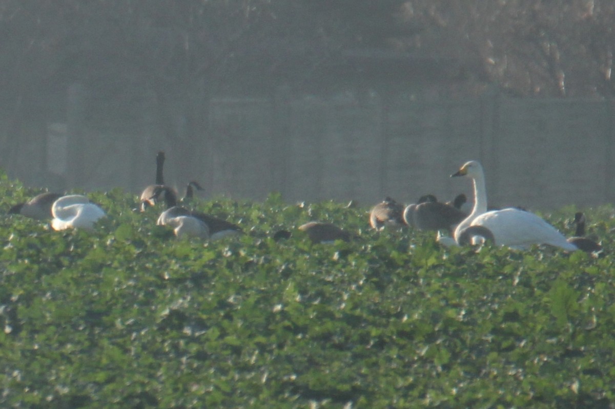 Oca canadese maggiore - ML647426510