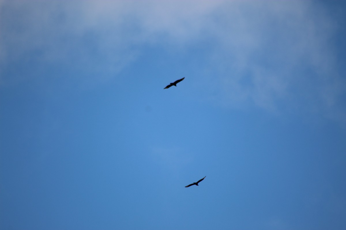 Black Vulture - ML647426511