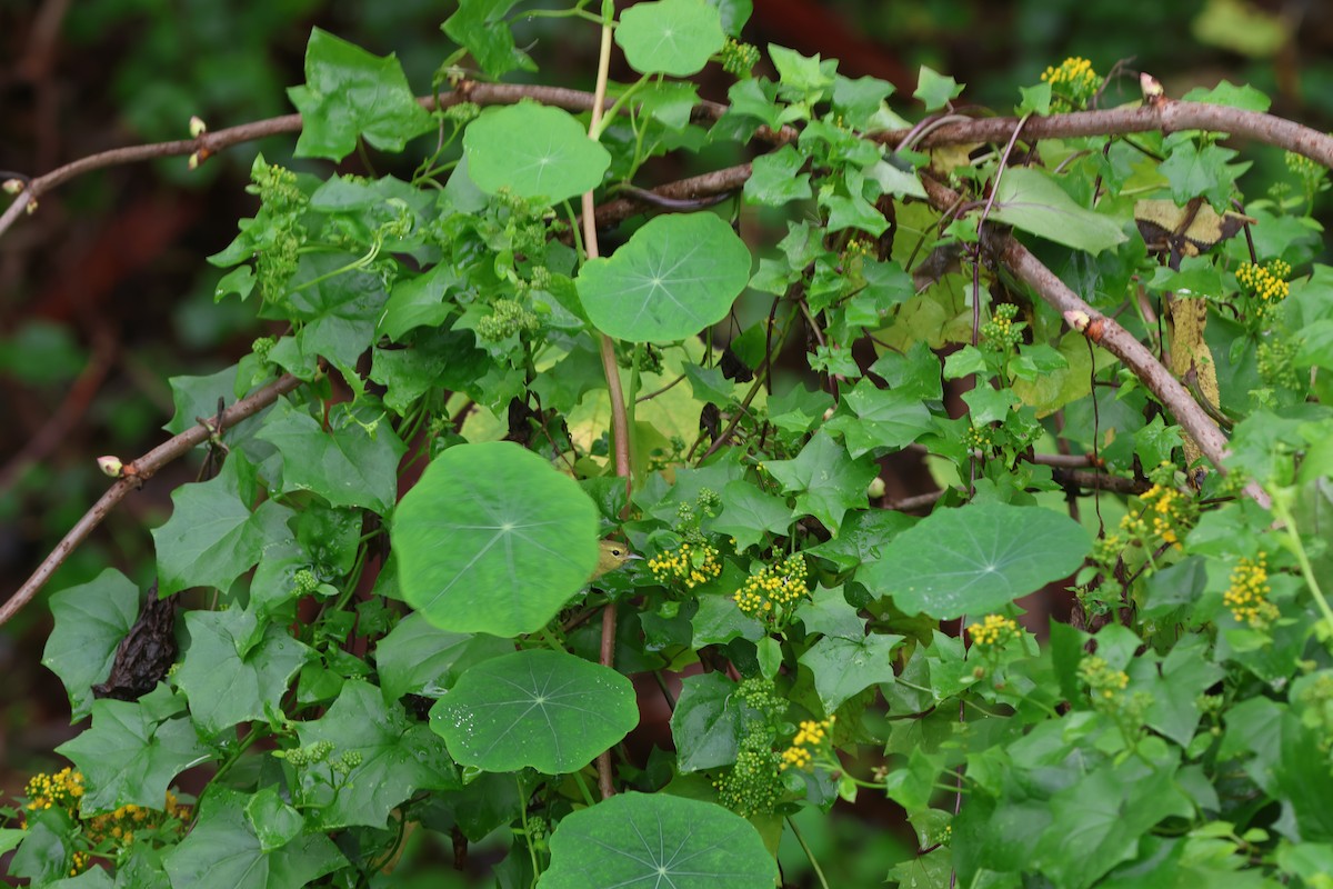 Orange-crowned Warbler - ML647426515