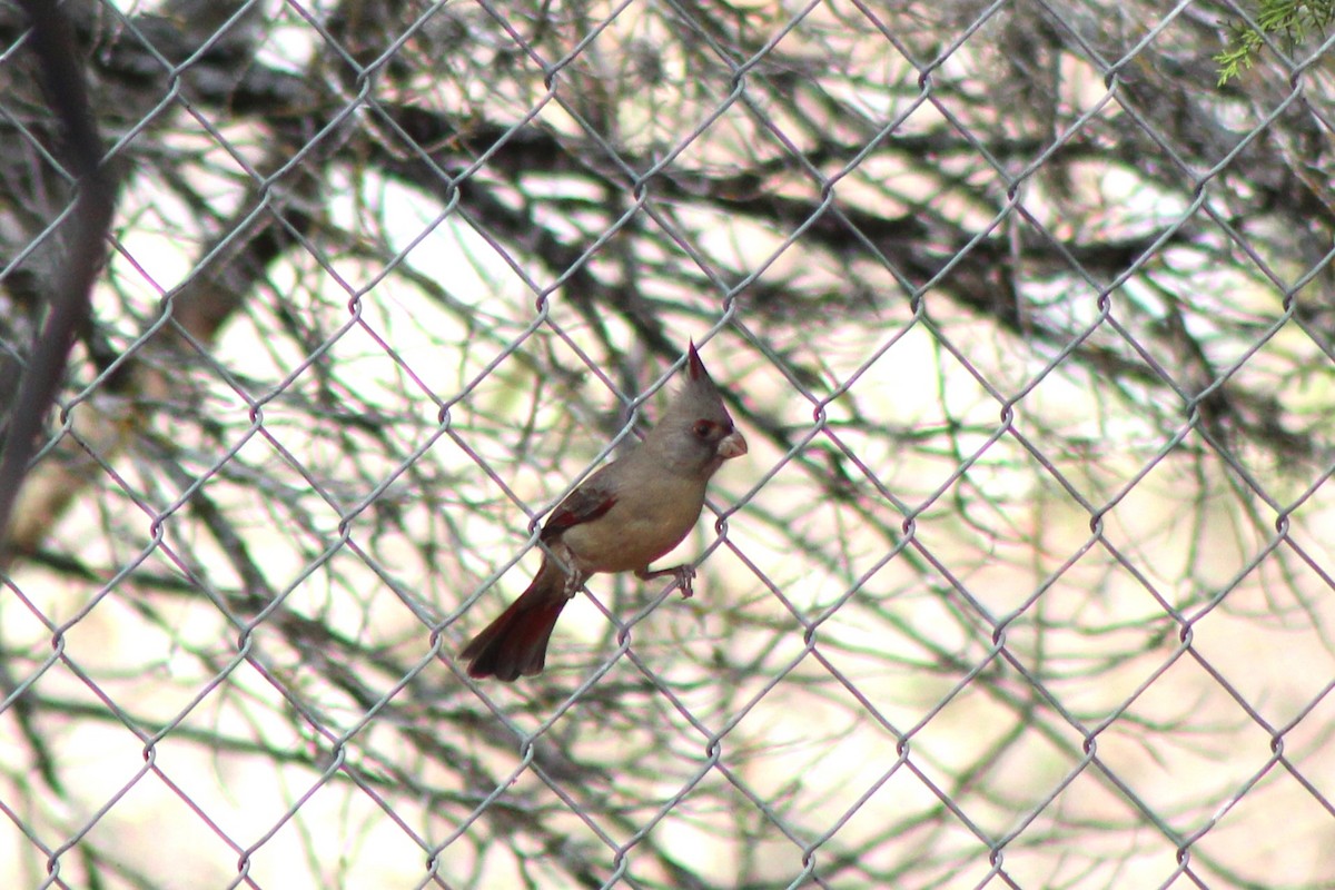 Pyrrhuloxia - ML647426516