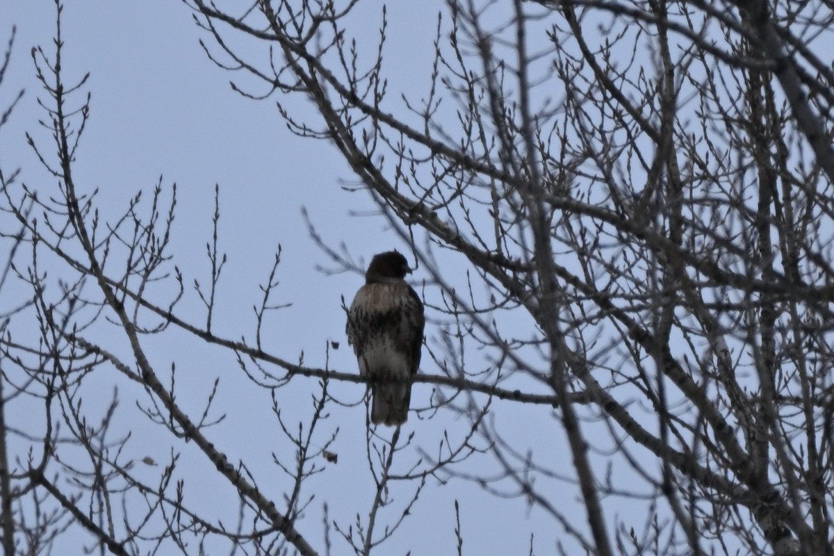 Poiana codarossa - ML647426518