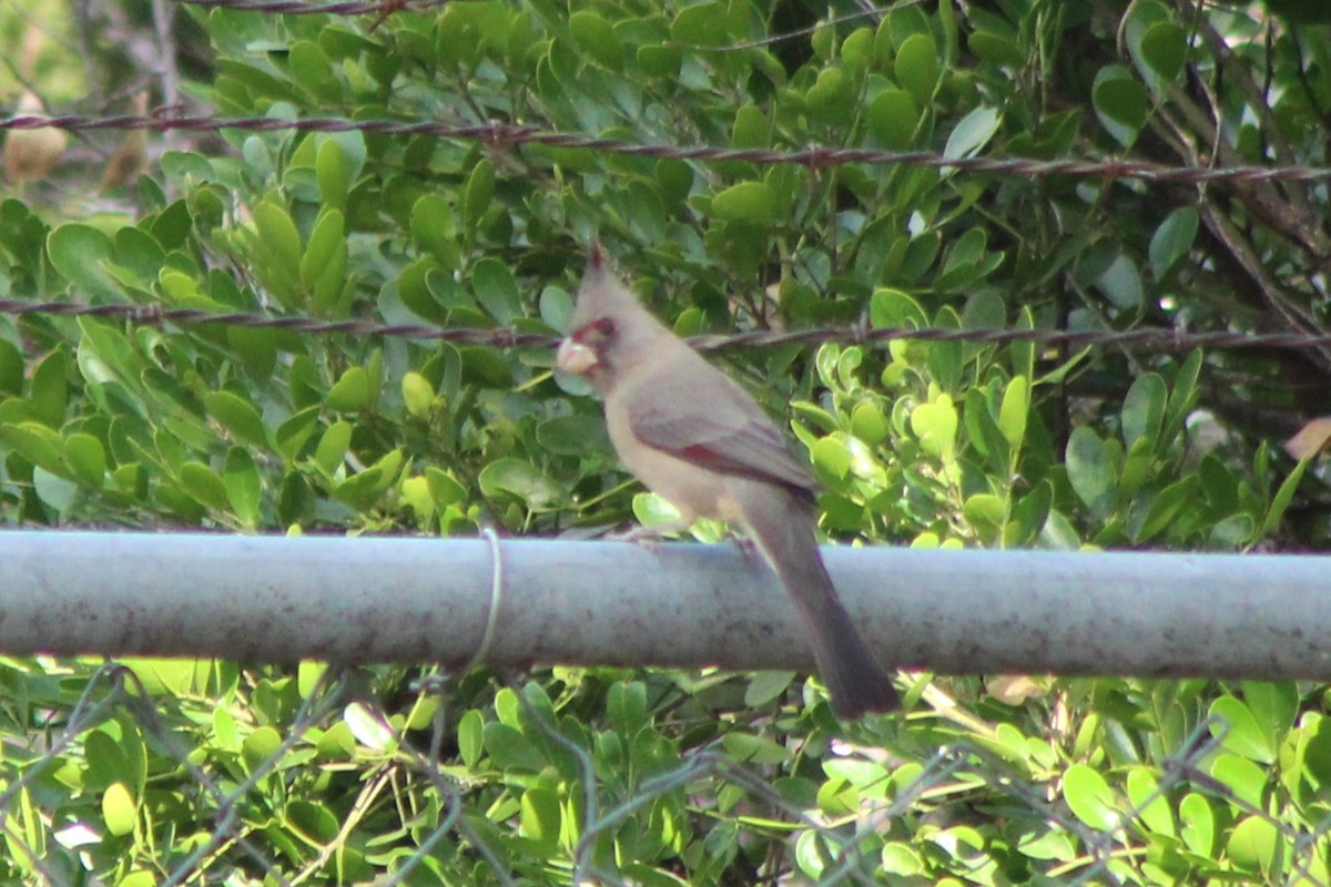 Pyrrhuloxia - ML647426521