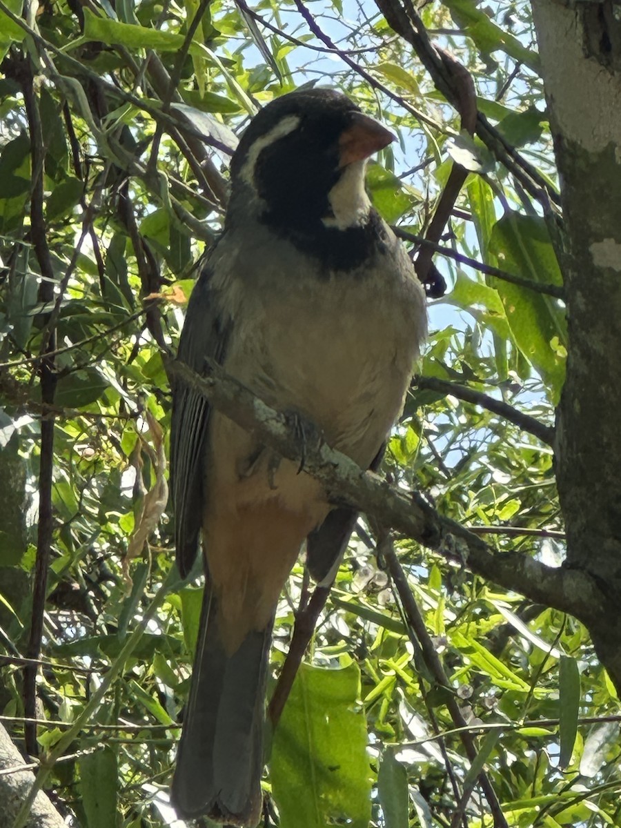 Golden-billed Saltator - ML647426522