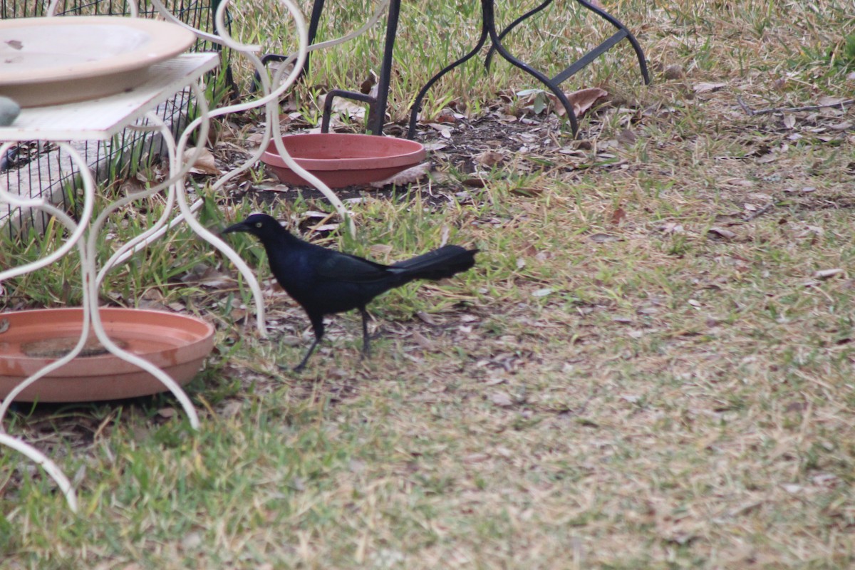 Great-tailed Grackle - ML647426527
