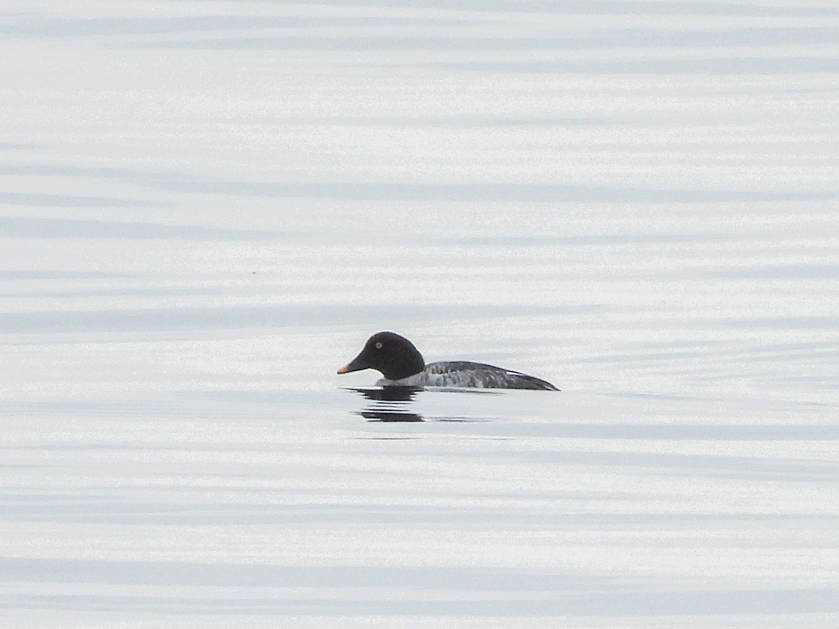 Quattrocchi - ML647426528