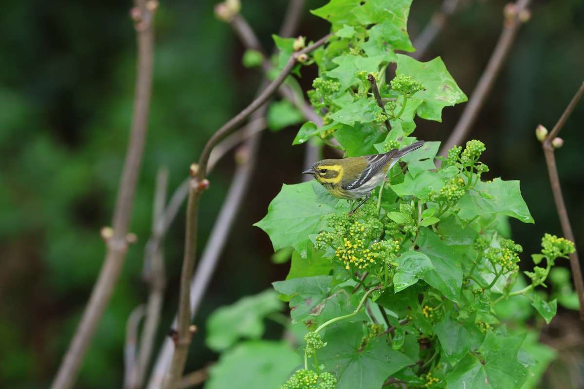 Paruline de Townsend - ML647426529