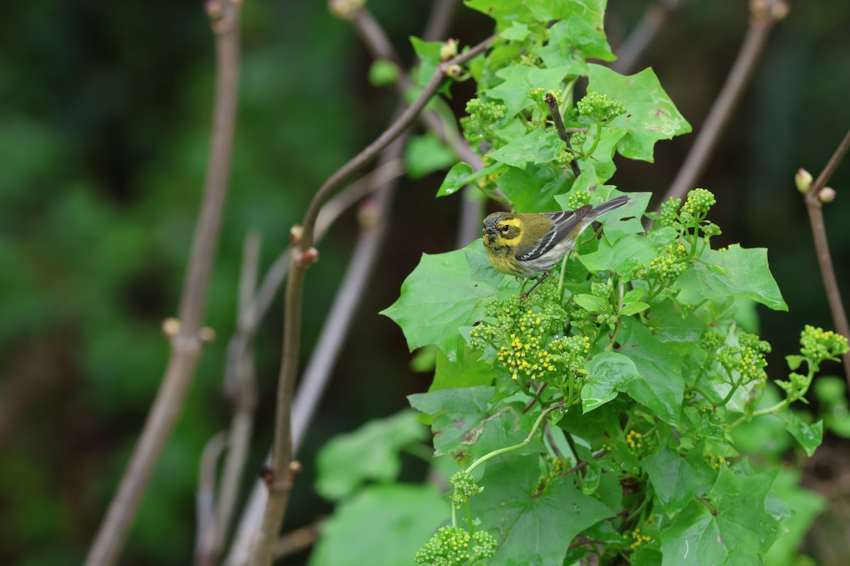 Paruline de Townsend - ML647426530