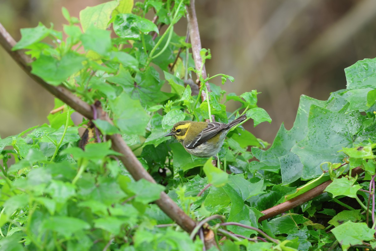 Paruline de Townsend - ML647426531