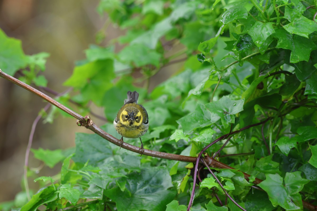 Paruline de Townsend - ML647426532