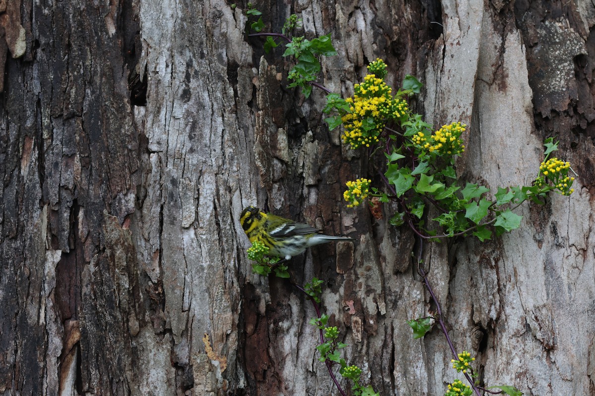 Paruline de Townsend - ML647426533