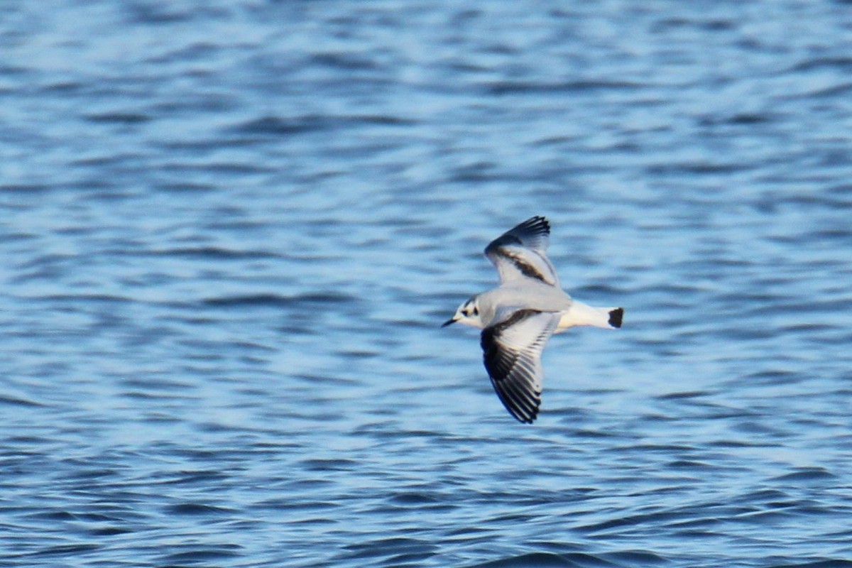 Gabbianello - ML647426535