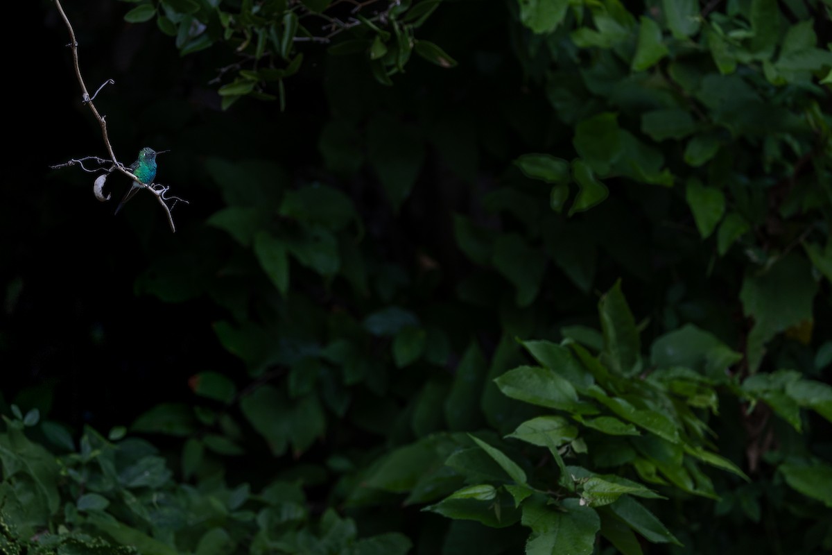 Cuban Emerald - ML647426551