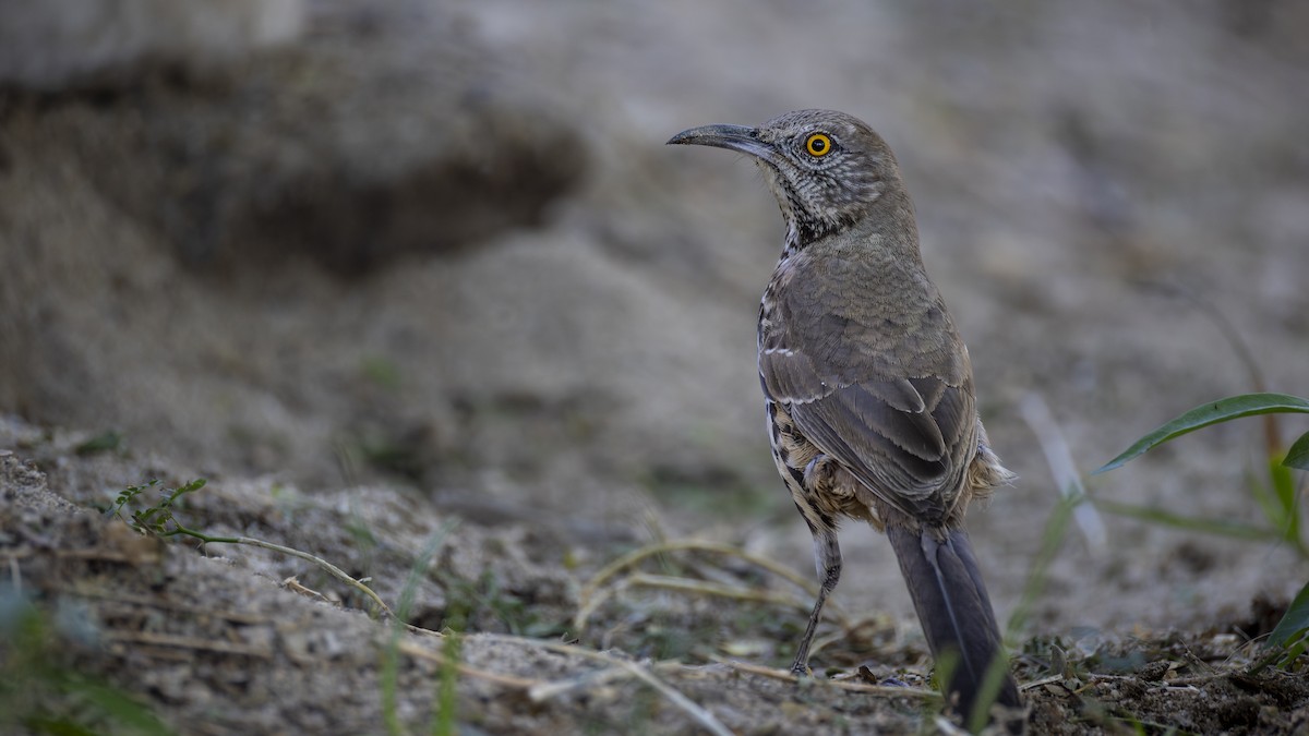 bajaspottefugl - ML647426571