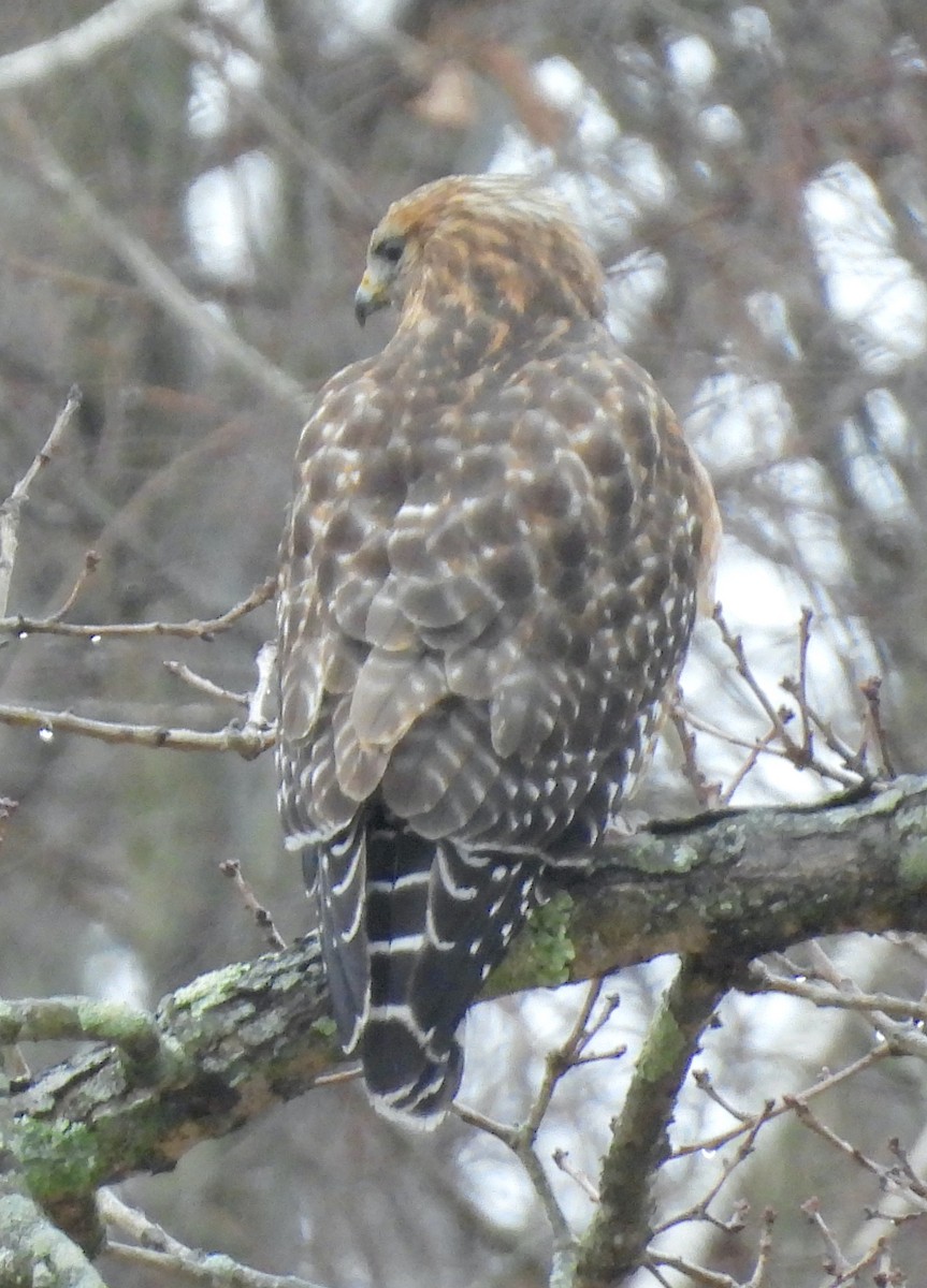 Rotschulterbussard - ML647426580