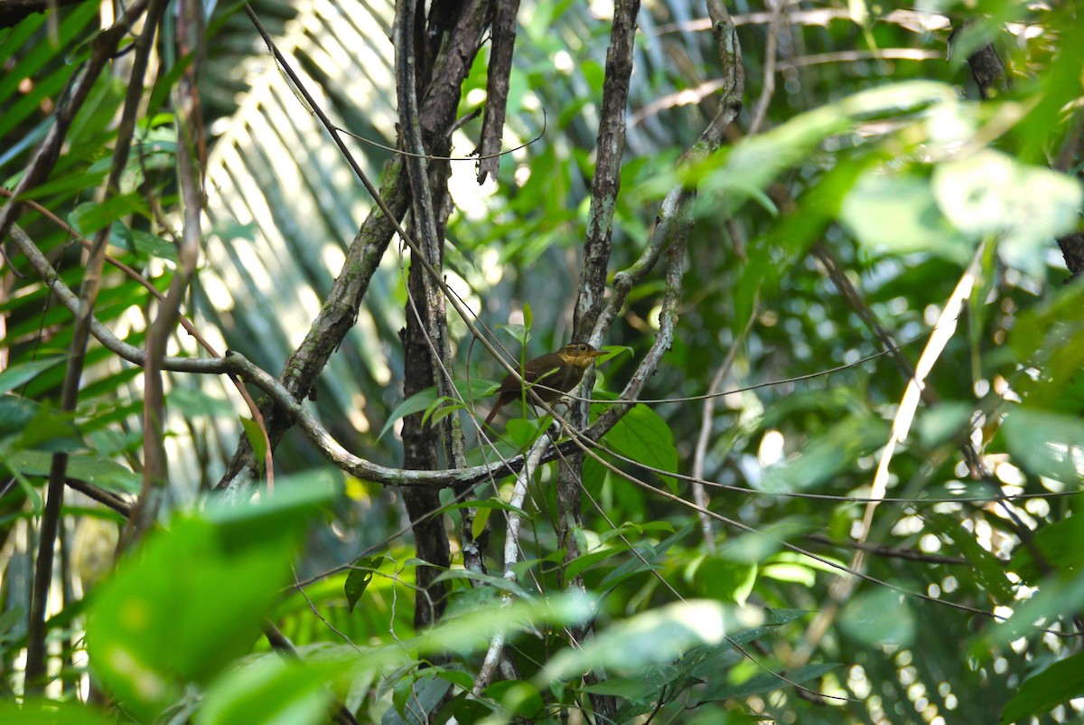 Fawn-throated Foliage-gleaner - ML647426598