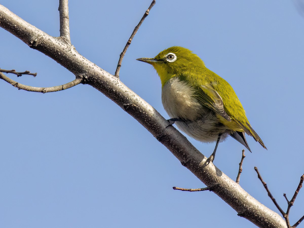 Warbling White-eye - ML647426599