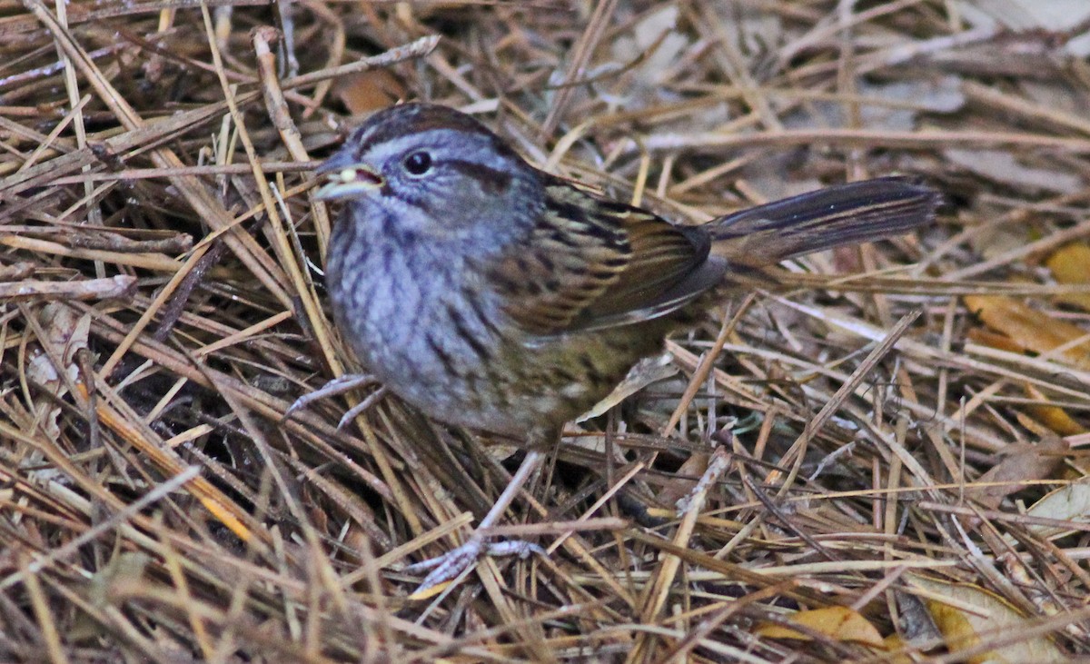 Swamp Sparrow - ML647426611