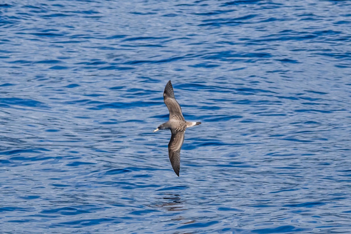 Cory's Shearwater - ML647426612