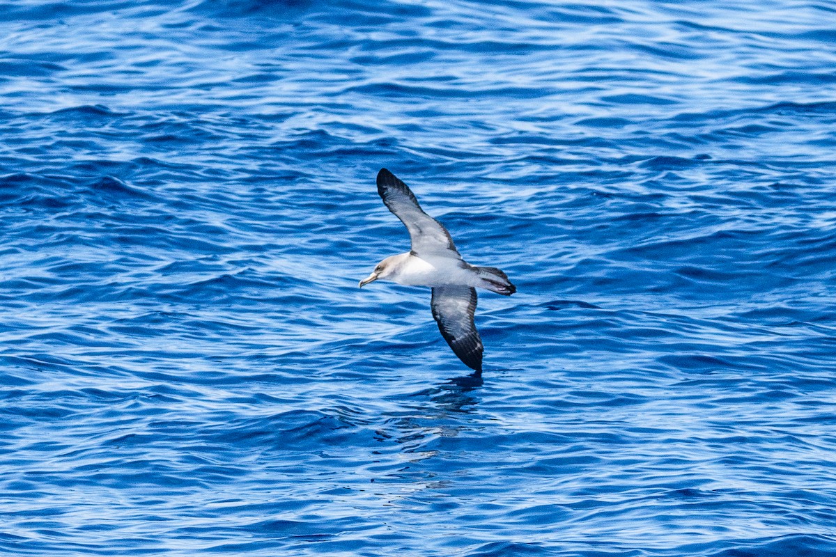 Cory's Shearwater - ML647426613