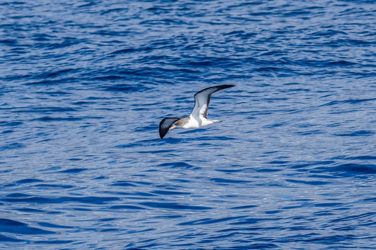 Cory's Shearwater - ML647426614