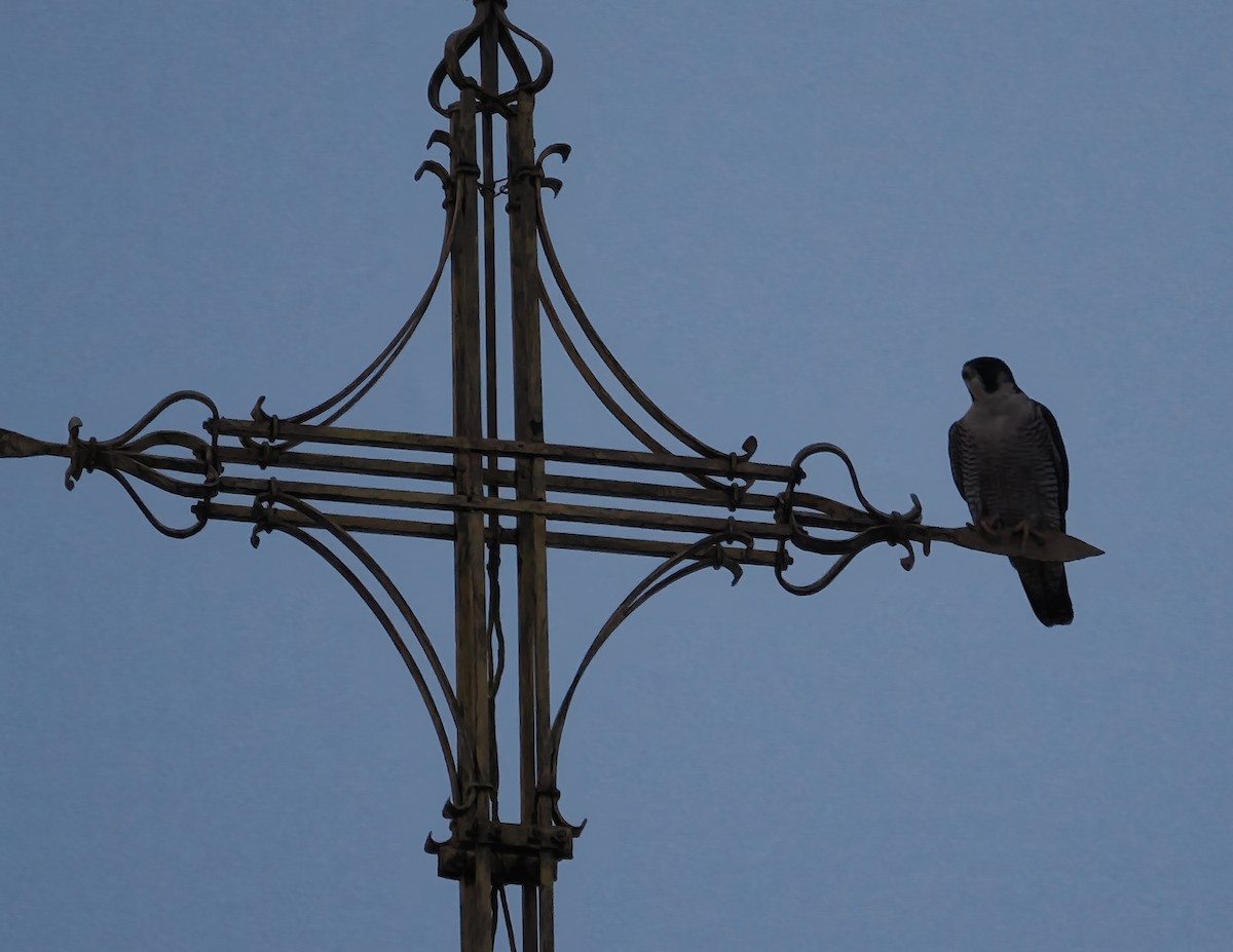 Halcón Peregrino - ML647426615