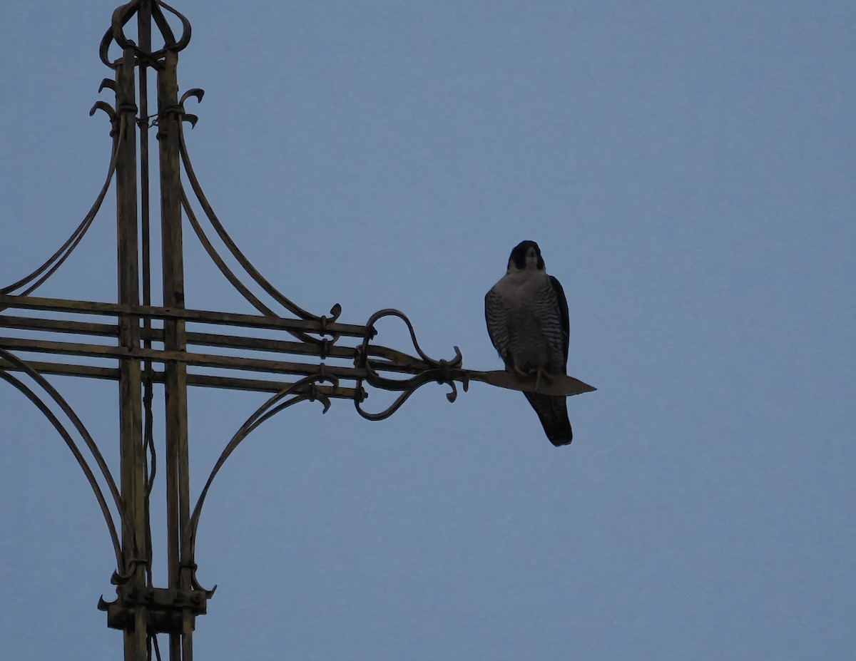 Halcón Peregrino - ML647426617