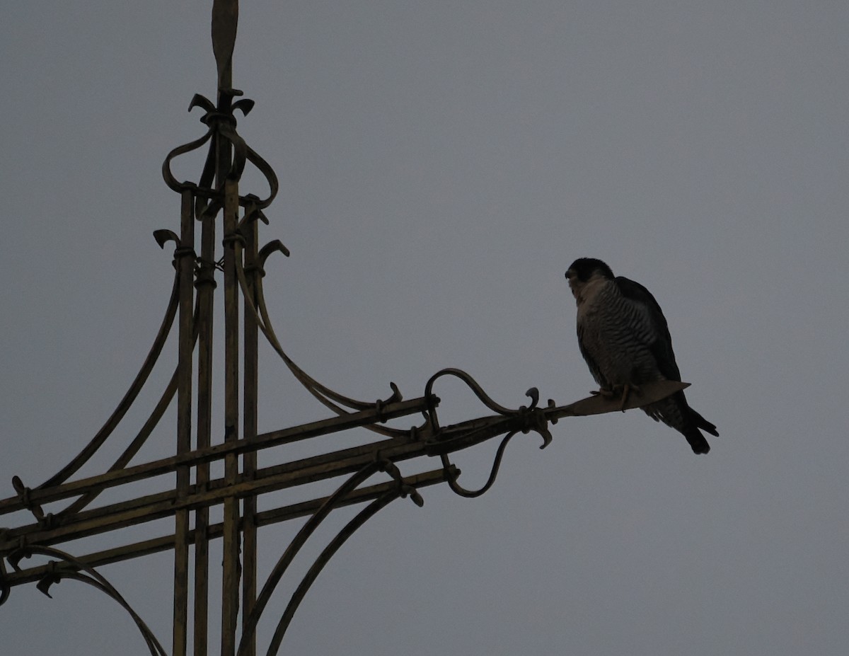 Halcón Peregrino - ML647426618